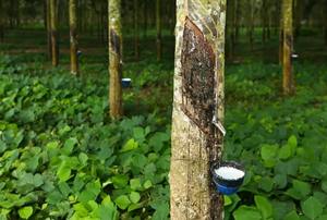 ยางที่ระบุทางเทคนิค TSR 20 NATURAL (TSR)-วัสดุขึ้นรูปเกรดทางการแพทย์ที่มีความแข็งแรงสูง - Product Image 3