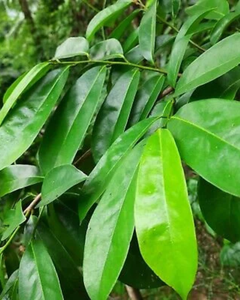 FOURNISSEUR DE FEUILLES DE COROSSOL BIO PREMIUM DU VIETNAM - Product Image 3