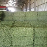 Alfalfa et foin de timothée de qualité supérieure, purement naturels, riches en protéines, en cubes, séchés, qualité A, alimentation animale pour bovins, chevaux, porcs