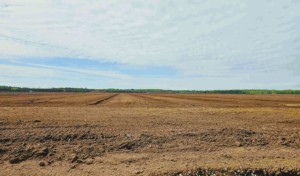 Musgo de turba Sphagnum crudo profesional formulado para paisaje, esquejes de estadios de golf y ropa de cama de animales - Product Image 3