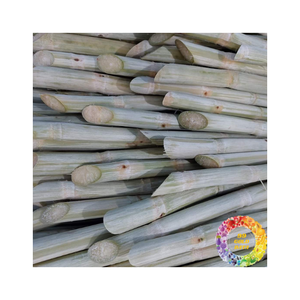 Piezas de caña de azúcar congeladas recién cortadas, selladas al vacío para una larga conservación, ideales para bebidas y aplicaciones culinarias - Product Image 4