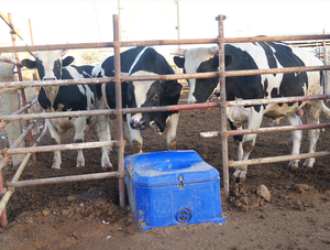 <span class=keywords><strong>Bebederos</strong></span> <span class=keywords><strong>para</strong></span> Animales con 2 Orificios Anticongelantes, Sin Necesidad <span class=keywords><strong>de</strong></span> Romper Hielo, Bebedero <span class=keywords><strong>para</strong></span> Ganado, Oferta <span class=keywords><strong>de</strong></span> Invierno - Product Image 5