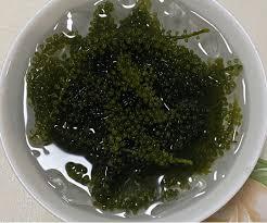 Instant Sea Grapes Dehydrated Green Caviar Easy <b>Rehydration</b> Bulk - Product Image 4