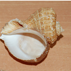 คอลเลกชันขนาดเล็กเครื่องประดับอินโดนีเซียขัดเงาเปลือกหอยธรรมชาติขนาด6-8ซม. - Product Image 3