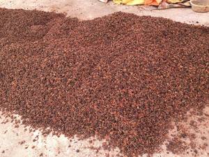 Épices à cuisson entière d'anis étoilé séchées les mieux notées pour la soupe, les ragoûts, les sauces-OEM et emballage en vrac offerts - Product Image 2