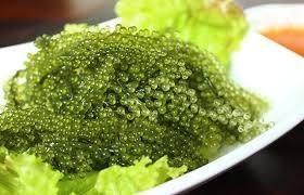 Ventes en gros de fruits de mer - Raisins de mer - Caviar vert - Caulerpa Lentillifera - Umibudou - Raisins de mer déshydratés provenant d'un exportateur vietnamien - Product Image 3