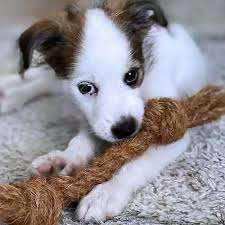 PLANT-BASED DOG CHEW <b>TOY</b> / COCONUT FIBER / NO ADDITIVES / <b>PET</b> SAFE - Product Image 2