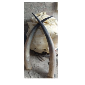 Buffalo Decorative Horn <b>for</b> <b>Home</b> and Best Selling Pair Horn Handmade Decorate Polished Buffalo Pair Horn Long Size - Product Image 2