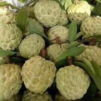 Vietnam Verse Vla Appel-Hoogwaardige Tropische Fruittopdesserts En Smoothies Van Hoge Kwaliteit
