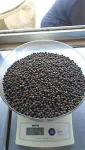พริกไทยดำดิบธรรมชาติสดใหม่ได้รับการรับรอง100% - Product Image 5