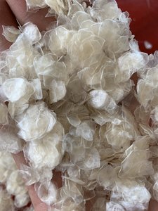 FORMA DE ESCALA DE PESCADO COMPETITIVA PROVEEDOR VIETNAMITA PARA EXPORTAR A GRANEL - Product Image 2