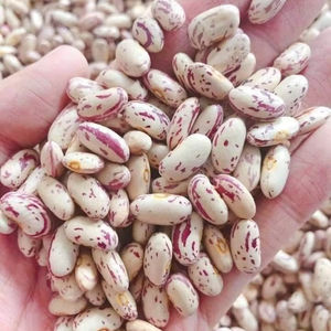 Haricots Pinto de Pologne Pureté minimale 98% 1kg Pack - Product Image 1