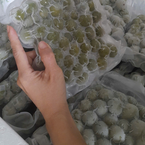 IQF Frozen Dracontomelon Exportación de fruta agria tropical vietnamita - Product Image 3