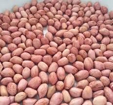 TJ Premium Quality Peanuts 100% Natural Fresh Superior Flavor Crunch Snacking Asado a granel Suministro al por mayor 38 unidades por onza - Product Image 3