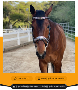 Edición limitada Versailles Brida Fabricante Plegable Caballo Producto a precio mayorista - Product Image 6