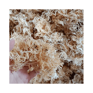 Wildcrafted Sea Moss - Irish Sea Moss - Dried Eucheuma Cottonii - Dried Eucheuma Cottonii <b>Seaweed</b> Authentic High Quality - Product Image 2