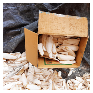 Hueso de Sepia con textura firme y calcio natural, ideal para mantenimiento de pico de pájaro, soporte de caparazón de tortuga, empaquetado para exportación - Product Image 4