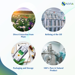 Vente en gros en vrac Huile essentielle de marguerite de montagne 100% pure et naturelle Emballage personnalisé à bas prix - Product Image 4