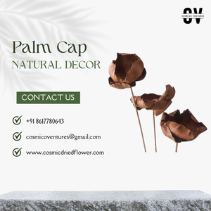 Flores Secas Cósmicas de Primera Calidad, Orgánicas, con Capullo de Palma, para Graduación, Halloween, Bodas, Pascua, Día del Padre, Eventos en Casa, Oficina - Product Image 2