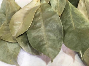 PROVEEDOR DE HOJAS DE URBANA SECAS DE CALIDAD PREMIUM AL POR MAYOR OFERTA CALIENTE TOP VENTAS EXPORTACIÓN A GRANEL HOJAS DE TÉ DE HIERBAS ORGÁNICAS NATURALES VIETNAM - Product Image 5