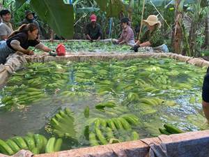 Plátano Cavendish fresco estándar de exportación con cultivo común de calidad superior de Vietnam-Venta caliente 2024 - Product Image 3