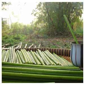 Pailles en herbe naturelle séchée pour les restaurants, les bars à jus et les cafés, fabriquées au Vietnam - Product Image 1