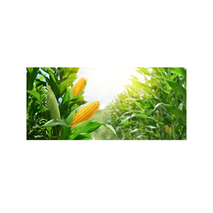 Vente en gros de maïs jaune pour la consommation humaine - Product Image 2