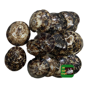 เปลือกหอยลิมเพตแบบพรีเมี่ยมสำหรับทำเครื่องประดับงานฝีมือการตกแต่งและอุปกรณ์ศิลปะจากคอลเลกชันทะเลเวียดนาม - Product Image 4