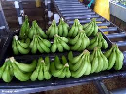 Fournisseur de bananes Cavendish fraîches de qualité supérieure au Vietnam - Product Image 6