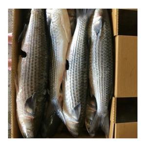 Factory Best Price Frozen Grey Mullet <b>Fish</b> With Fast Delivery - Product Image 2