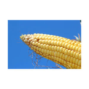 Grains de maïs de maïs Séché jaune doux maïs jaune, maïs jaune à vendre. Hot Seller de haute qualité Ukraine Original séché - Product Image 1