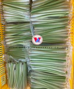 Citronnelle surgelée IQF d'origine vietnamienne |   Coupe cohérente |   Emballage en vrac - Product Image 1