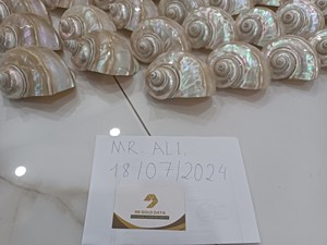 เปลือกหอยเทอร์โบสีเขียวขัดเงาธรรมชาติ - Product Image 5