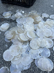 Coquillages en spirale en vrac du Vietnam pour les décorations d'artisanat créatif - Product Image 4