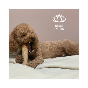 BÂTON À MÂCHER EN BOIS DE CAFÉ NATUREL POUR LE NETTOYAGE DES DENTS ET SOULAGER LE STRESS JOUET À MÂCHER ÉCOLOGIQUE DE LONGUE DURÉE - Product Image 1