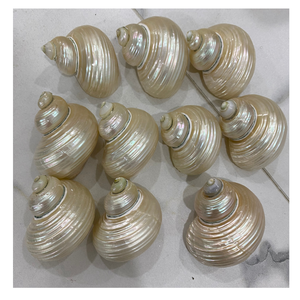 Turbo Burgess Seashells pulido 4-6 cm para fabricación de joyas, suministros para manualidades, decoración de bodas costeras y regalos hechos a mano - Product Image 4