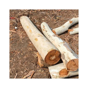 ไม้ยูคาลิปตัสและท่อนไม้ยูคาลิปตัสคุณภาพสูง - Product Image 1