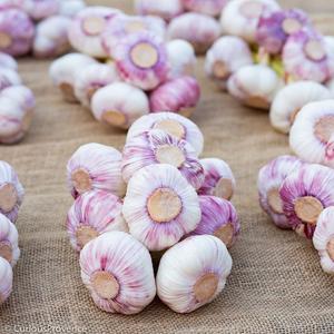 ฤดูกาลใหม่พืชราคาขายส่งกระเทียมสีขาวปกติสำหรับการส่งออก - Product Image 4