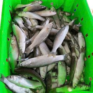 Mullet Plateado Entero Congelado IQF/BQF de Alta Calidad, Producto Pesquero de Vietnam, Empacado a Granel, 24 Meses de Vida Útil para Mercados Internacionales - Product Image 6