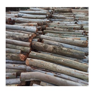 Bûches de bois d'eucalyptus de qualité industrielle-Grande quantité disponible - Product Image 2
