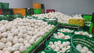 Jeunes noix de coco fraîches vietnamiennes Durée de conservation de 60 jours Marque TECHMIFOOD Prêt à expédier - Product Image 6