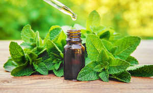 Premium Natural Mentha Oil <b>Bulk</b> Supply High Purity Mint Essential Oil for Aromatherapy Food Flavoring Cosmetic Herbal Ingredient - Product Image 5