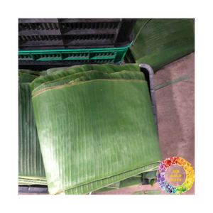 Hoja de plátano congelada Hojas de plátano verde fresco para embalaje de alimentos Envoltura de pastel natural Suministro a granel Calidad de exportación - Product Image 5
