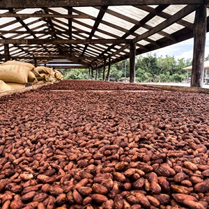 Granos de cacao ARIBA verde orgánico Sabor natural de grado premium en stock a granel Precios al por mayor para aplicación de chocolate - Product Image 6