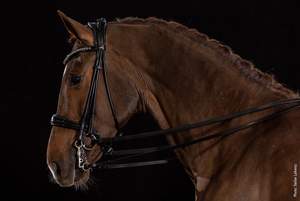 Kensington Bridle Horse Brida MEJOR Cuero genuino de alta calidad Brida de caballo de cuero genuino de alta calidad - Product Image 4