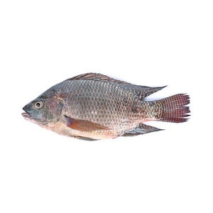 Pescado de Tilapia entero congelado fresco para el mercado para peces de agua dulce Premium para barbacoa - Product Image 1