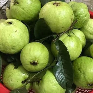 Guava rose séchée de qualité supérieure du fleuve Mékong, arôme floral sucré, délice tropical - Product Image 1