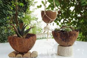 Viet fargimex หม้อกะลามะพร้าวนำความงามตามธรรมชาติมาสู่พื้นที่อยู่อาศัยของคุณ - Product Image 3