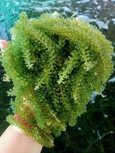 Raisin de mer séché salé d'origine vietnamienne de 100% raisin de mer naturel, Caulerpa Lentillifera séché de haute qualité - Product Image 4