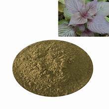 POLVO DE HOJA DE PERILLA A BASE DE PLANTAS PARA ALIMENTOS FUNCIONALES SOPORTE DE DETOX SOLUCIÓN DE ETIQUETA LIMPIA DE INMUNE - Product Image 6